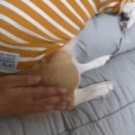 강아지 궁디팡팡 좋아하는 이유 3가지 – 비마이펫 라이프 강아지도 궁디팡팡을 좋아할까? 좋아한다면 그 이유는?