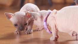 밤비노 고양이, 다리가 짧은 스핑크스 고양이 인형? – 비마이펫 라이프 짜리몽땅하고 털 없는 냥이, 밤비노 고양이