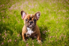 프렌치 불독 성격과 특징 - 귀엽지만 유전병이 많은 안타까운 견종 – 비마이펫 라이프