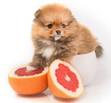 강아지 먹으면 안 되는 과일 7가지 - 죽을 만큼 위험하다고? – 비마이펫 라이프 강아지가 절대 먹으면 안 되는 과일 7가지