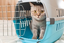 고양이 이동 가방 추천 10가지, 고양이와 집사 모두 편하게 쓸 수 있어요! – 비마이펫 라이프 고양이 이동 가방, 집사와 고양이 모두 편하게... 
