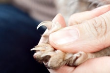 고양이 발톱 빠짐 원인과 응급 처치법 - 곧바로 동물 병원에 가야 – 비마이펫 라이프 고양이 발톱이 빠지고 피가 난다면, 지혈 후 곧바로 동물... 