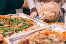 고양이 피자 먹으면 절대 안 돼요! 먹었을 때 대처 방법 – 비마이펫 라이프 짭짤 고소한 피자, 고양이에겐 독이에요!