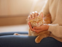 고양이, 강아지처럼 집사와 애착 관계 형성하길 원해 – 비마이펫 라이프 고양이, 사실은 밥이나 장난감보다 집사를 더 좋아한다고?