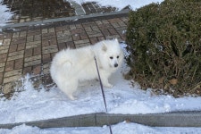 스피츠 견종 특징과 종류 10가지 - 재패니즈 스피츠만 있는 게 아니에요! – 비마이펫 라이프 스피츠 견종, 이렇게나 많다고? 공통점도 알아보자!