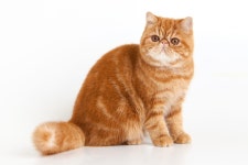 통통한 입매와 큰 눈이 매력적인 가필드 고양이, 품종은 뭘까? – 비마이펫 라이프 큰 눈과 능글맞은 웃음이 매력적인 가필드 고양이, 품종은... 