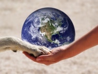 강아지 곤충 간식 괜찮을까? 효능 및 급여 방법은? – 비마이펫 라이프 강아지에게 곤충을 간식으로 줘도 될까?