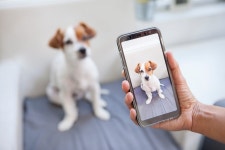 강아지 증명사진, 촬영 방법과 주의 사항은? – 비마이펫 라이프 강아지 증명사진, 어디서 어떻게 찍을까?