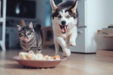 강아지 고양이 사료, 함께 먹어도 되나요? – 비마이펫 라이프