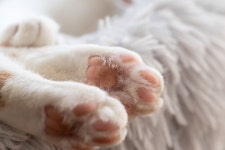 고양이 발바닥 땀: 기능과 의미 – 비마이펫 라이프
