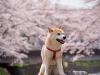 강아지 꽃 알레르기, 생각보다 흔해요 – 비마이펫 라이프
