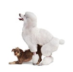 How Money Makes People Act Less Human -- New York Magazine - Nymag