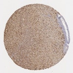 Tissue expression of MPST - Staining in adrenal gland - The Human Protein Atlas