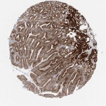 Tissue expression of RPL26L1 - Staining in stomach - The Human Protein Atlas