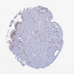 Tissue expression of NIPSNAP3B - Staining in cervix - The Human Protein Atlas