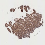 Tissue expression of FILIP1L - Staining in small intestine - The Human Protein Atlas