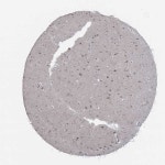 Brain tissue expression of SH3RF1 in cerebral cortex - The Human Protein Atlas
