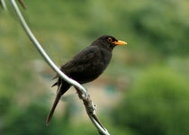 Wallace Stevens – Thirteen Ways of Looking at a Blackbird | Genius Wallace Stevens – Thirteen Ways of Looking at a Blackbird