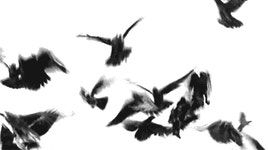 ǝʇɐɔoʌpɐ s,†ıʌǝǝp ǝɥʇ | Genius ǝʇɐɔoʌpɐ s,†ıʌǝǝp ǝɥʇ