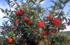 Apples in Thurmont Maryland - Limited Edition 1 of 50 Photography by Richard Latoff | Saatchi Art Apples in Thurmont Maryland... 