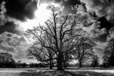 Old Tree photography | Saatchi Art