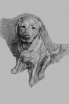 Charming Drawing by Jack Liang Wang | Saatchi Art Charming Drawing