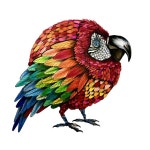 Parrot Borb Drawing by Amy Whitman | Saatchi Art South Korea