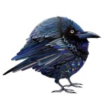 Parrot Borb Drawing by Amy Whitman | Saatchi Art South Korea