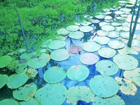 Carbon photography | Saatchi Art