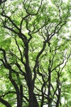 La Tipa - Argentina - Limited Edition #2 of 25 - Limited Edition of 25 Photography by Erika L Forsythe | Saatchi Art La Tipa... 