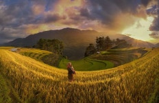 Golden season in Mu Cang Chai Photography by Thong Nguyen | Saatchi Art South Korea