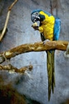Macaw parrot photo - Limited Edition of 1 Photography by Jafeth Moiane | Saatchi Art South Korea