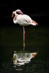Flamingo Photography by Sergio Capuzzimati | Saatchi Art Flamingo Photograph