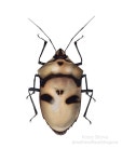 Bugs paintings | Saatchi Art