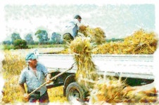 Reapers load the grain Painting by Giuseppe Cocco | Saatchi Art Reapers load the grain Art Print