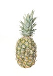 Just a pineapple Drawing by Victoria Beyer | Saatchi Art Just a pineapple Drawing