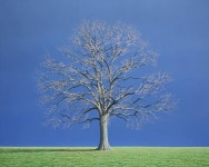 Oak Tree Painting by Nigel Wood | Saatchi Art Oak Tree Painting