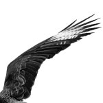 White Parrot photography | Saatchi Art South Korea