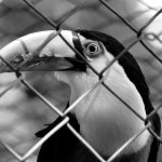 White Parrot photography | Saatchi Art South Korea