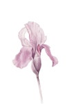 Iris Watercolor Painting by Miglena Radkova - Kancheva | Saatchi Art South Korea