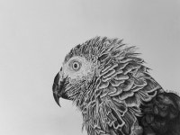 Parrot Drawing by Rémi Capobianco | Saatchi Art South Korea