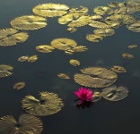 Golden Light on the Water Photography by Quang Thái Lê | Saatchi Art South Korea