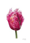 Parrot Tulip paintings | Saatchi Art South Korea
