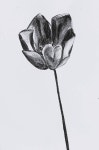 B W drawings | Saatchi Art