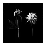 Dying photography | Saatchi Art