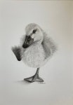 Cheeky Duck Drawing by Catherine Wallace | Saatchi Art South Korea