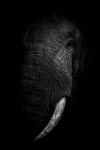 ELEPHANTS EXTINCTION LIMITED EDITION Nr 4 of 20 Photography by Levi Mendes | Saatchi Art ELEPHANTS EXTINCTION LIMITED EDITION... 