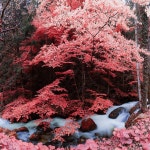 INFRARED BLACKFOREST 1, 24,8 x 24,8 - Limited Edition of 21 Photography by André Wagner | Saatchi Art INFRARED BLACKFOREST 1, 24... 