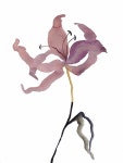 Lily No. 2 Painting by Elizabeth Becker | Saatchi Art