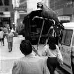 White Parrot photography | Saatchi Art South Korea